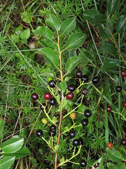 Fayl:Prunus mahaleb 2 RF.jpg