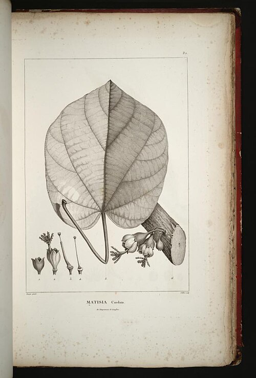 Fayl:Quararibea cordata.jpg