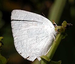 Curetis thetis