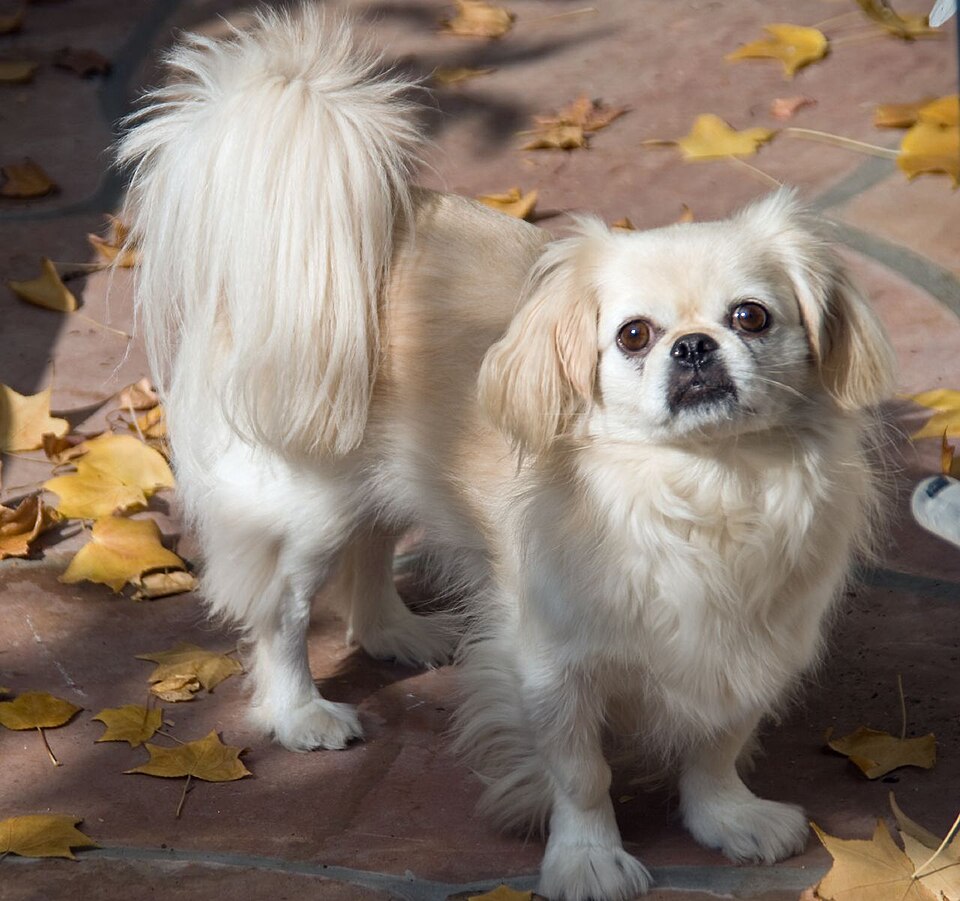 Fayl:Bailey Pekingese.jpg