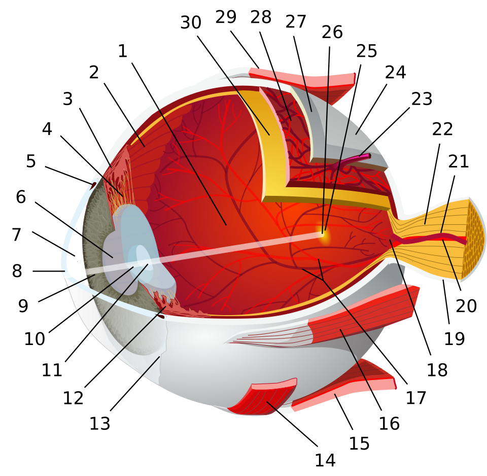Fayl:Eye-diagram no circles border.svg
