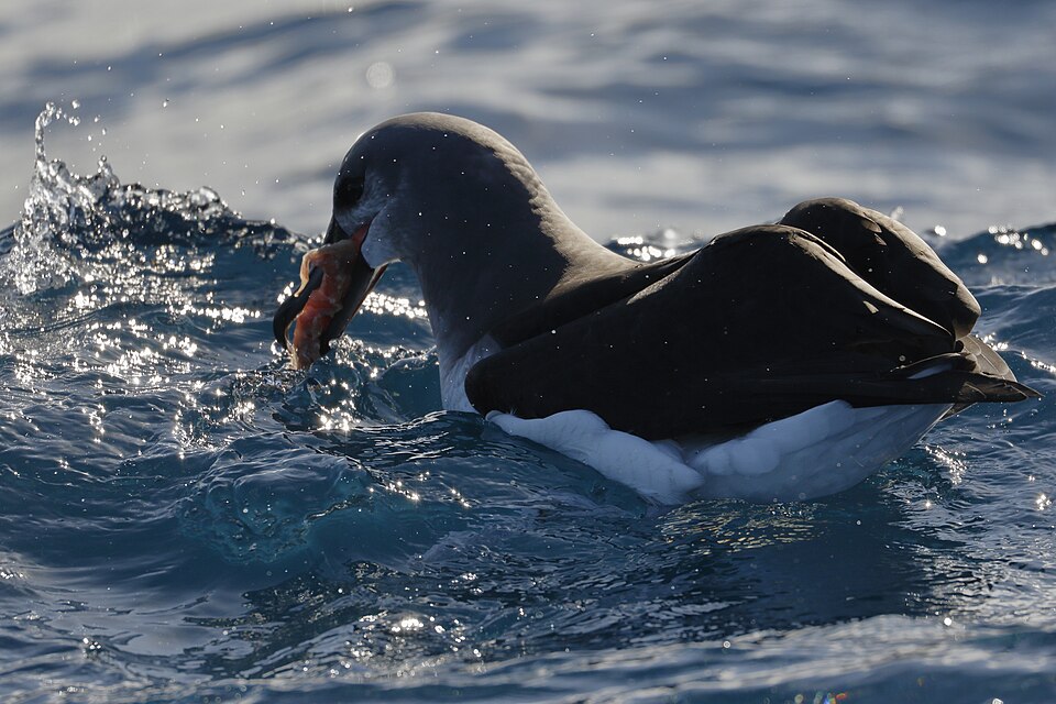 Fayl:Grey-headed Albatross (48088284121).jpg