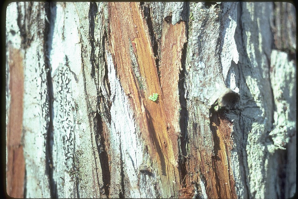Fayl:Iridopsis pergracilis eggs1.jpg