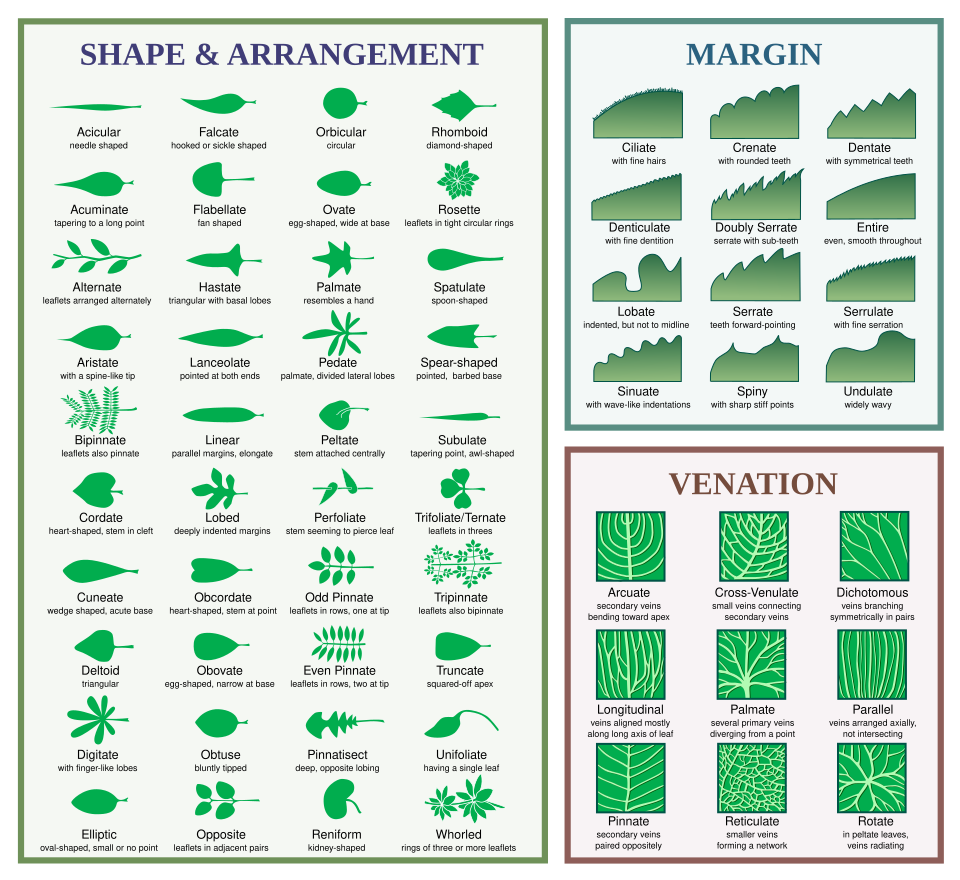 Fayl:Leaf morphology.svg