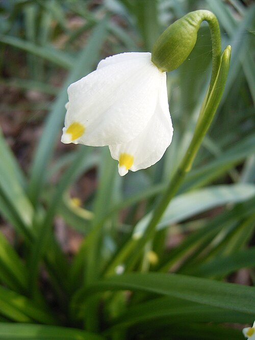 Fayl:Leucojum-vernum-flower1.jpg