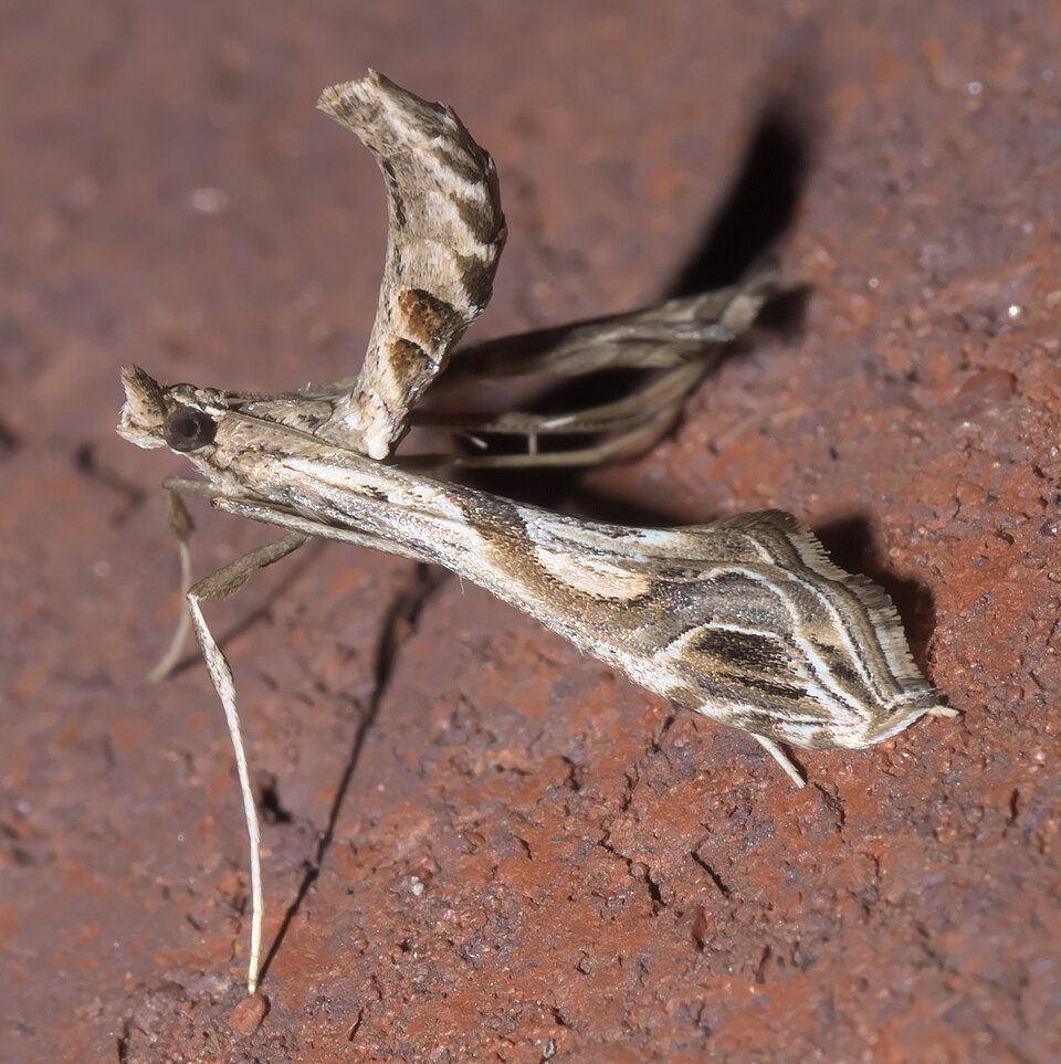 Fayl:Lineodes integra P1320246b.jpg