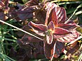 Mentha aquatica