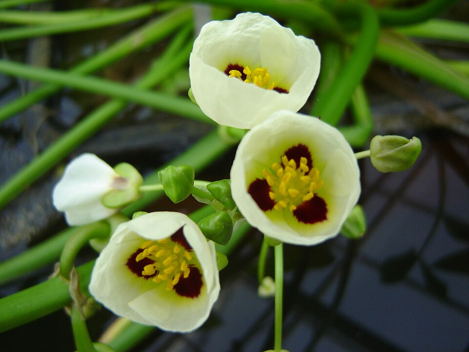Fayl:Sagittaria montevidensis 002.JPG