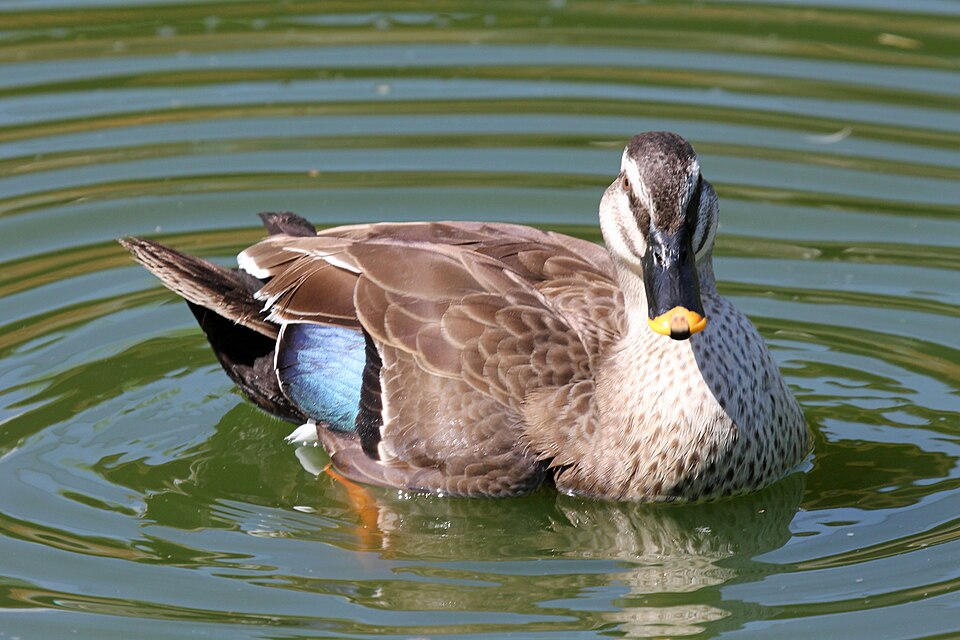Fayl:Spot-billed Duck RWD8.jpg
