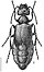 Meloidae