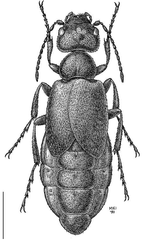 Fayl:Trichomeloe sericellus.jpg