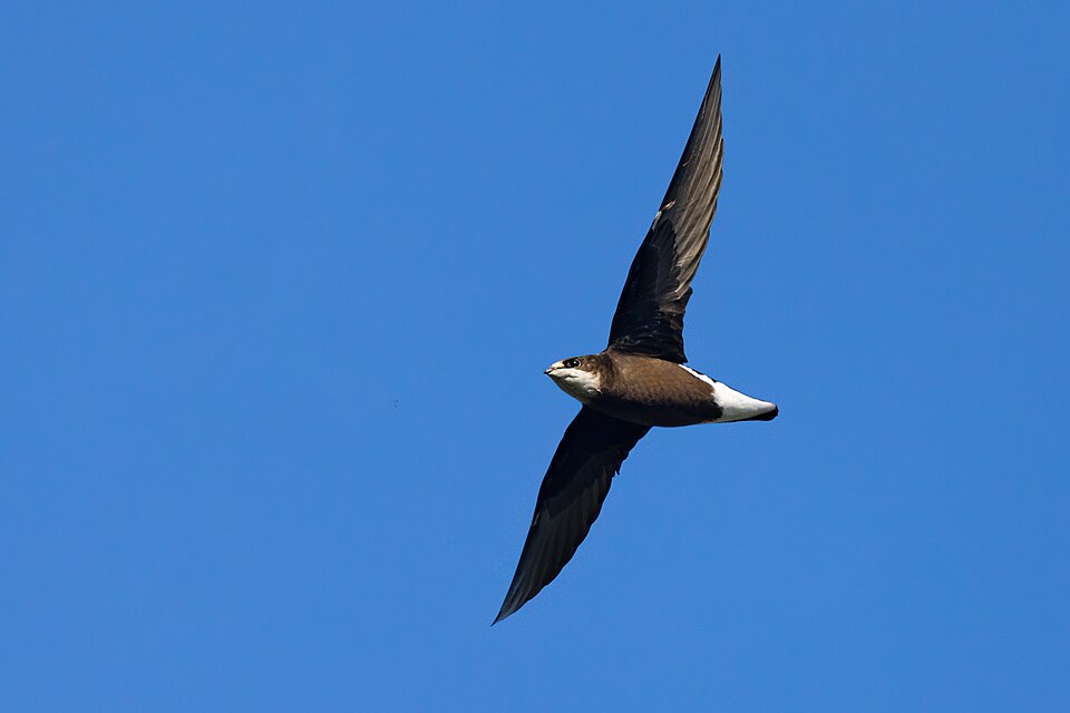 Fayl:White-throated Needletail 0A2A6919.jpg
