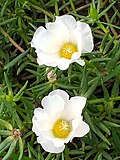 Portulaca grandiflora. 2018 Taichung Butunjahon flora ko'rgazmasi, Tayvan.