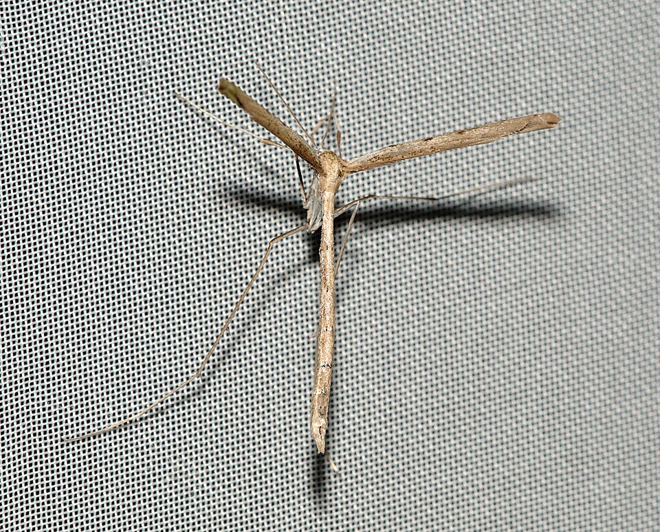 Fayl:Agdistis intermedia Sečovlje01.jpg