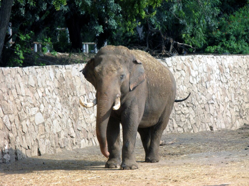 Fayl:Elephas maximus at Ramat-Gan Safari.jpg