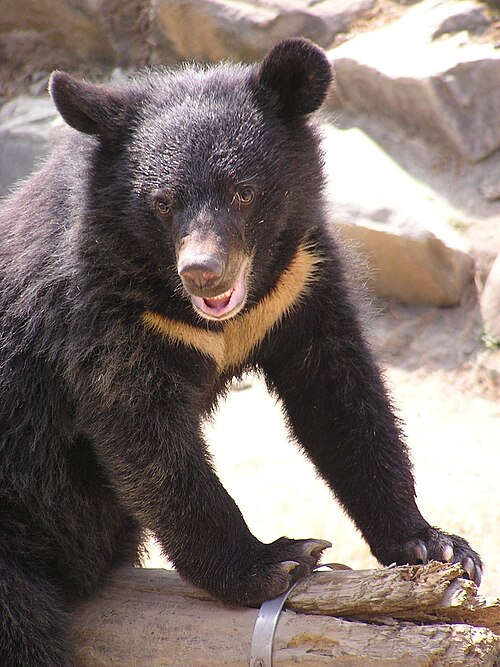 Fayl:Formosan Black Bear.JPG