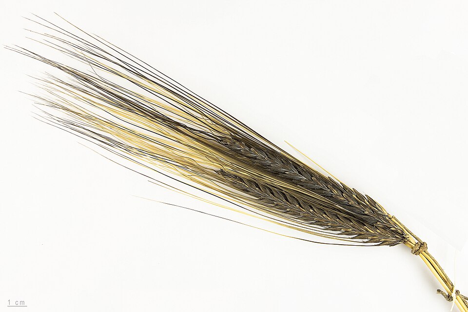 Fayl:Hordeum vulgare MHNT.BOT.2015.2.39.jpg
