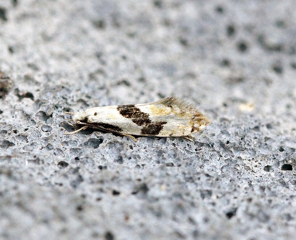 Fayl:Nemapogon clematella (20).jpg