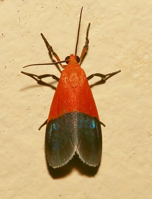 Fayl:Talara togata - inat 336875901.jpg