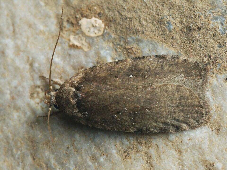 Fayl:Agonopterix multiplicella (40813551742).jpg