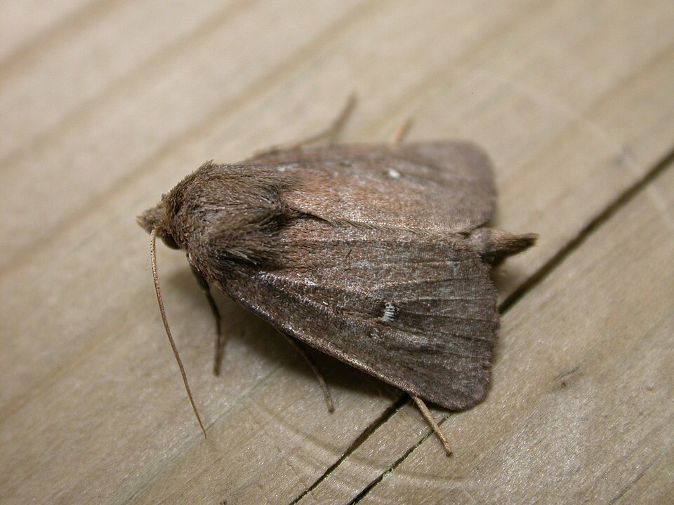 Fayl:Archanara geminipuncta.jpg