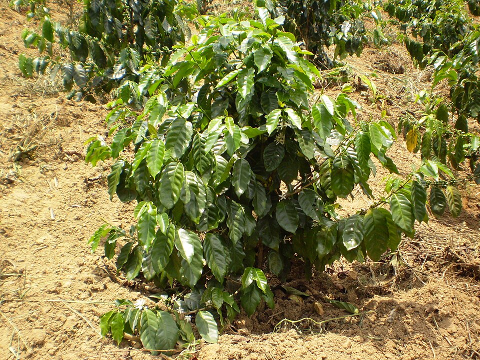 Fayl:Coffee tree arabica.jpg