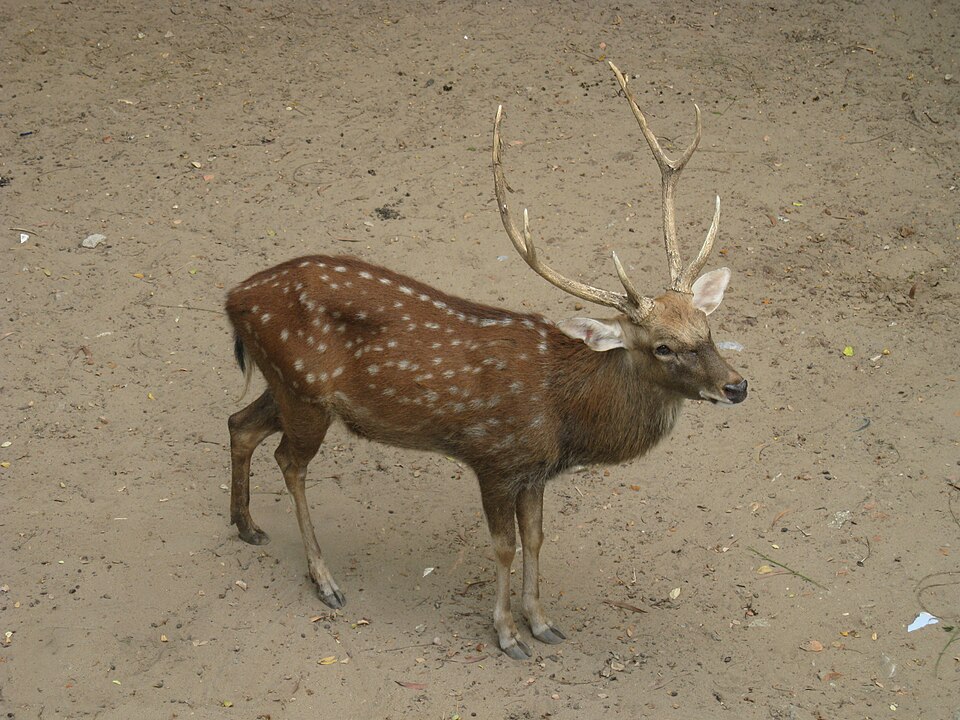 Fayl:Hươu sao.JPG