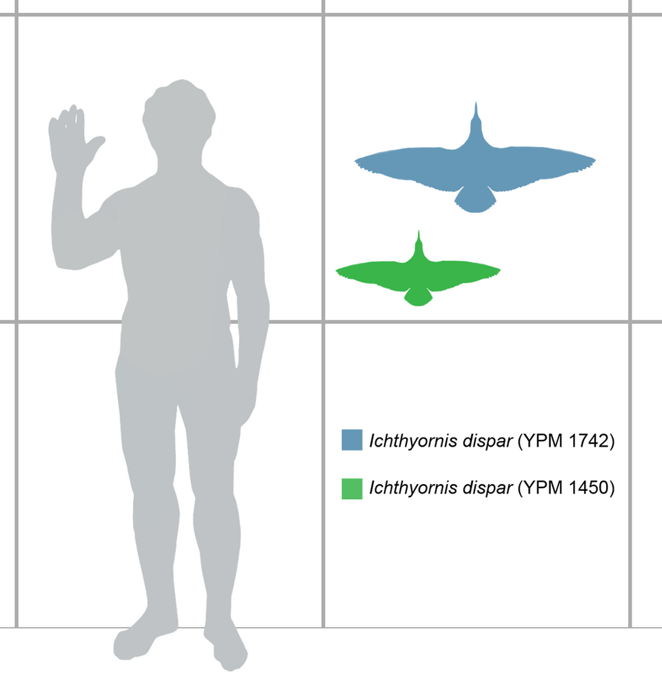 Fayl:Ichthyornis scale.png