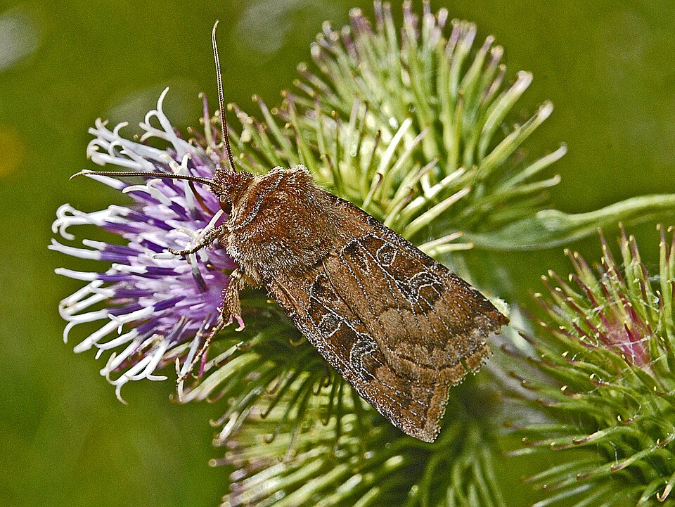 Fayl:Noctuidae - Chersotis cuprea-001.jpg
