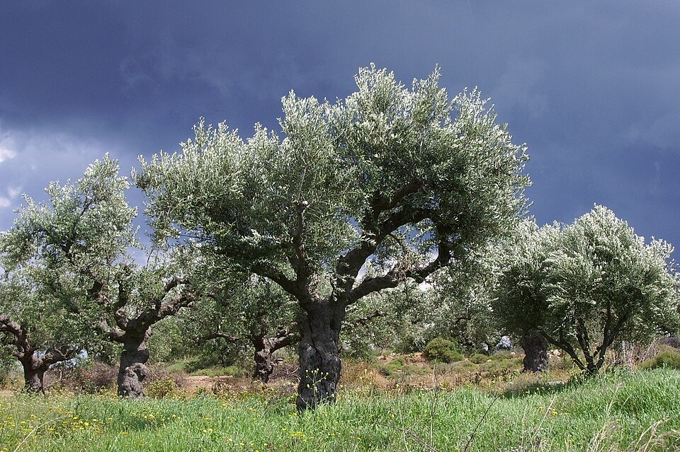 Fayl:Olivenhain bei Gewitter.JPG