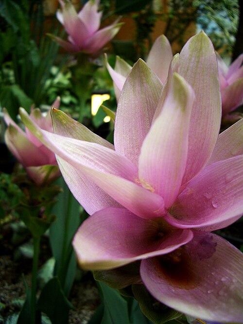 Fayl:Curcuma by titanium22.jpg