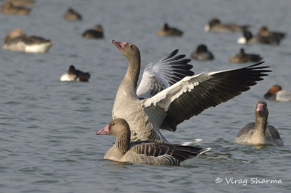 Fayl:Greylag Goose by Virag Sharma.jpg