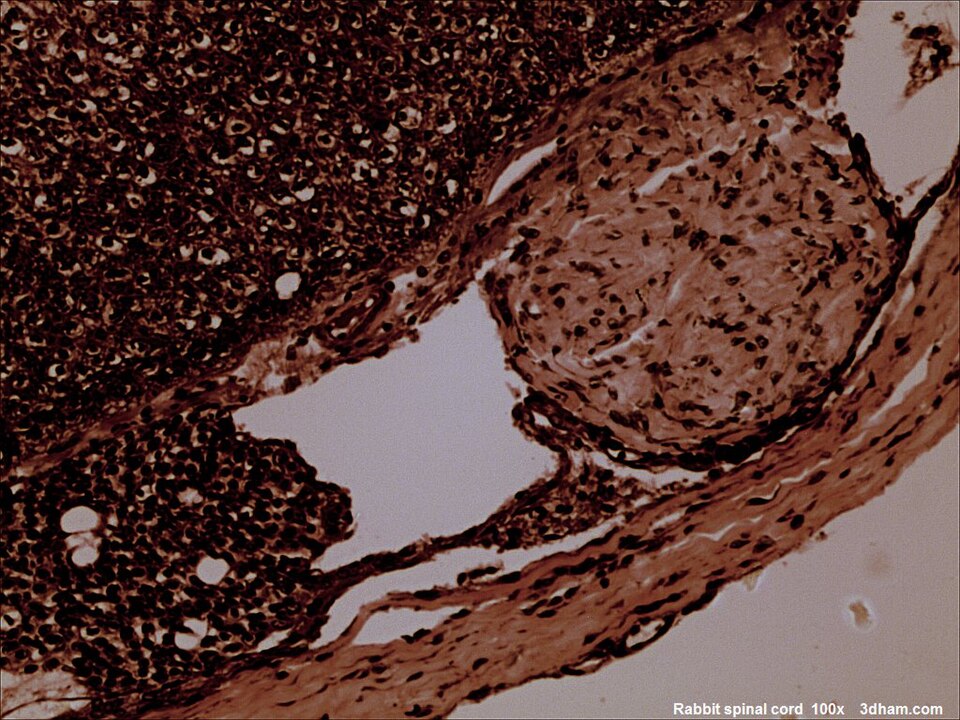 Fayl:Rabbitspinalcord100x1.jpg