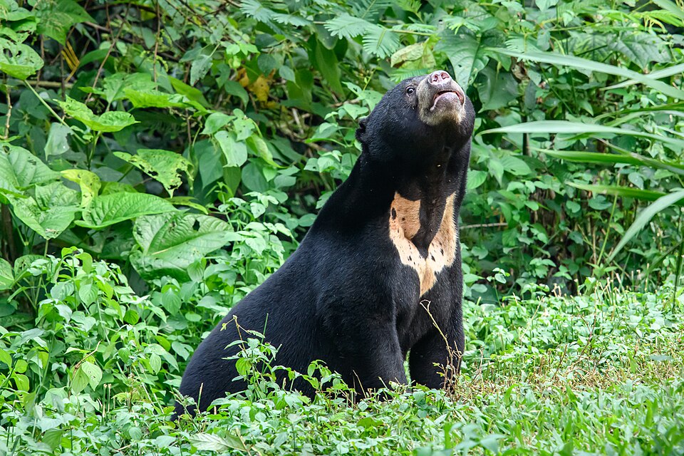 Fayl:Sun-bear.jpg