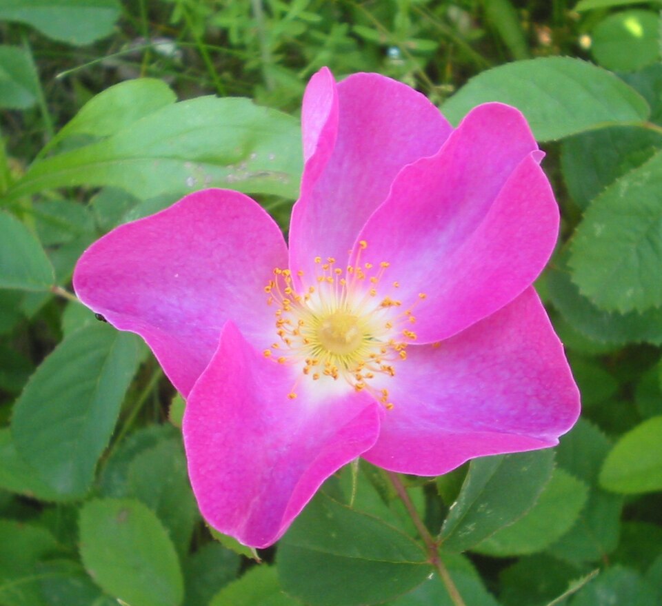 Fayl:Wild Rosa gallica Romania.jpg