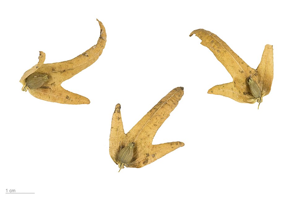 Fayl:Carpinus betulus MHNT.BOT.2004.0.494.jpg