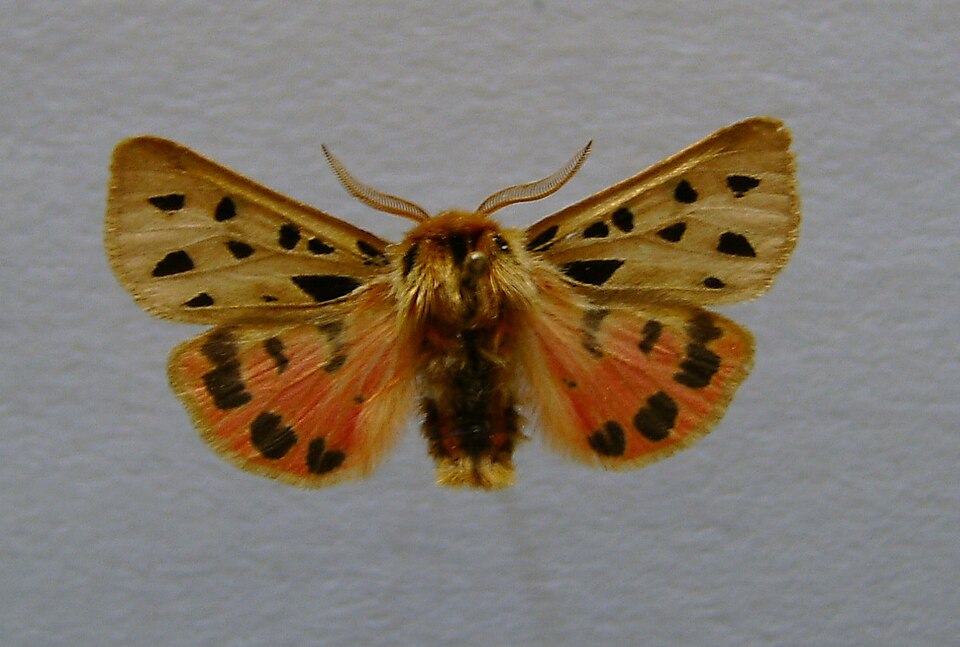 Fayl:Chelis maculosa.jpg