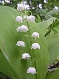 Convallaria yaqindan