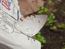 Curetis thetis — Hindiston quyosh nuri