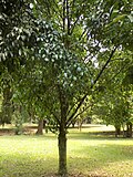 Limbe botanika bog'ida o'sadigan "achchiq kola" daraxti ( Garcinia kola ), Kamerun