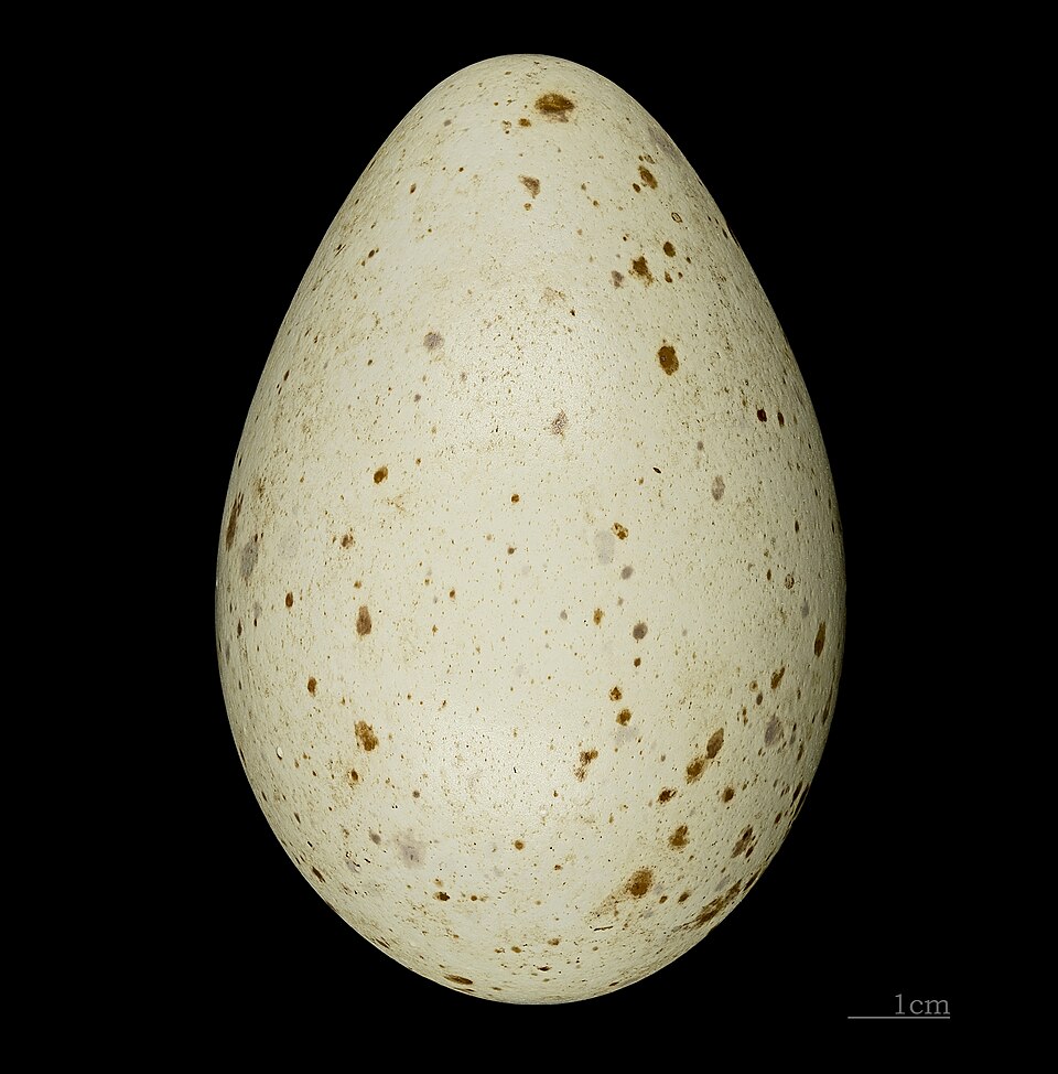 Fayl:Grus antigone MHNT 226 Australie.jpg