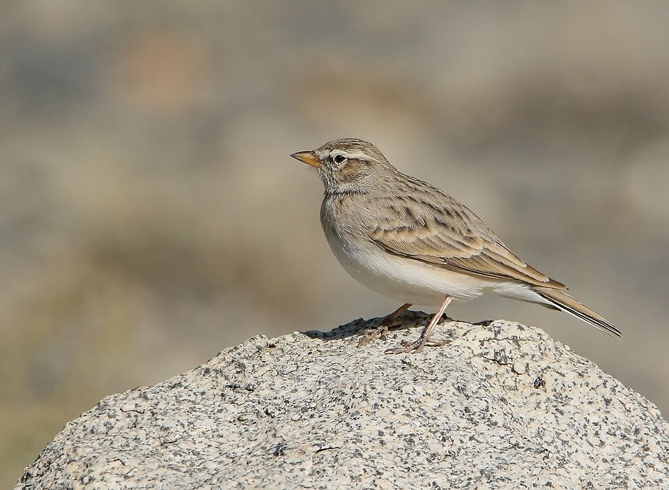 Fayl:Hume's Lark (Calandrella acutirostris) (50438503936).jpg