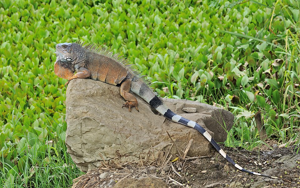 Fayl:Iguana iguana Portoviejo 01.jpg
