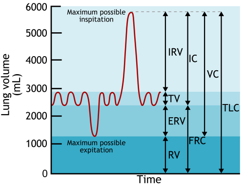 Fayl:Lung Volumes And Capacities en.svg