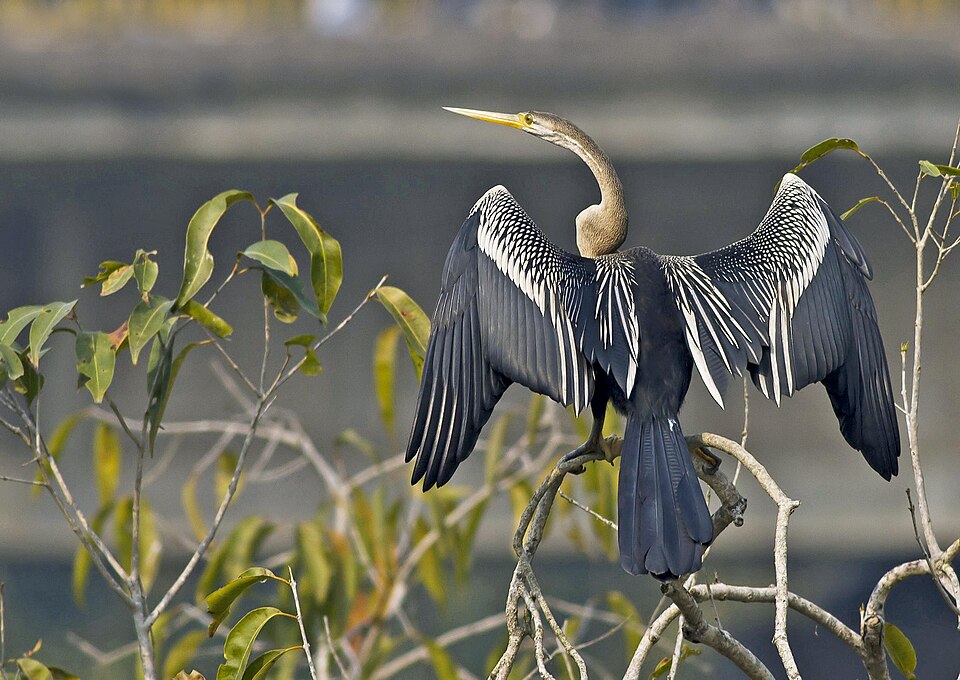 Fayl:Oriental Darter (106032413).jpg
