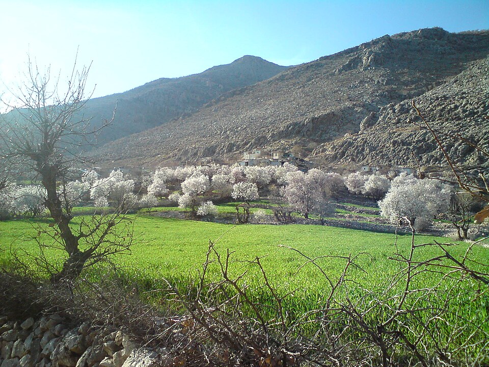 Fayl:Şume foto.jpg