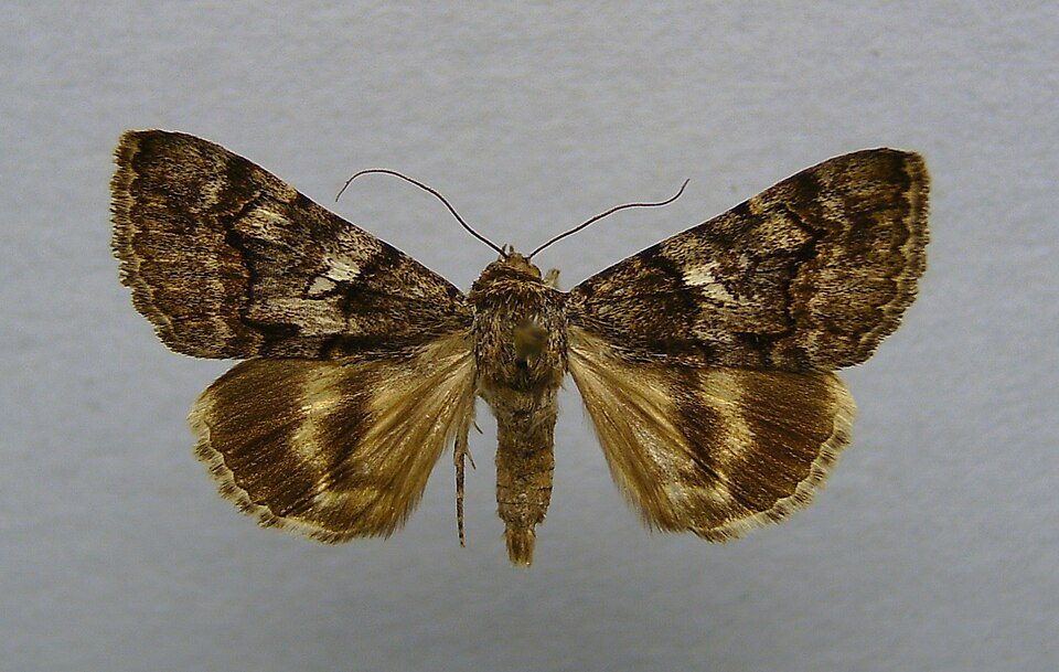 Fayl:Catocala separata.jpg