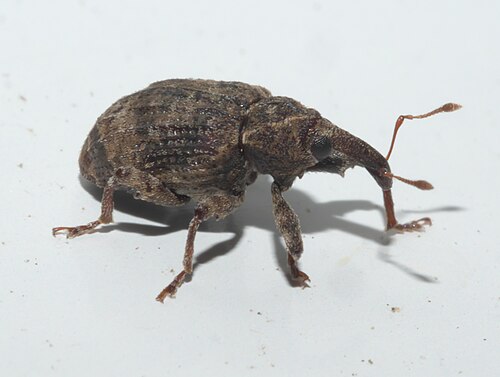 Conotrachelus seniculus