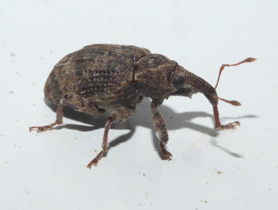 Fayl:Conotrachelus seniculus PG955144b.jpg