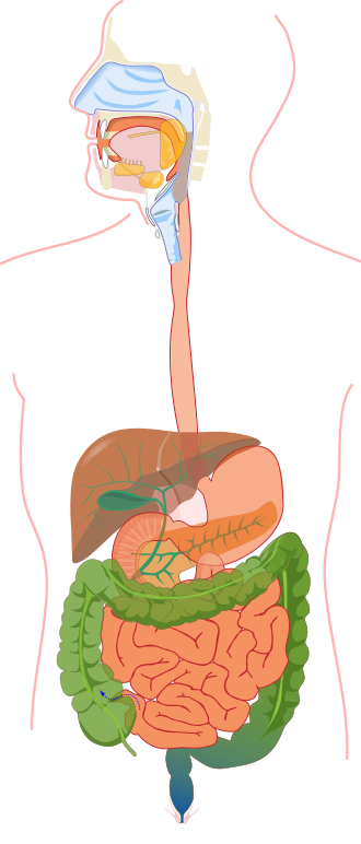 Fayl:Digestive system without labels.svg